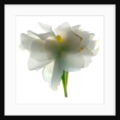 Gardenia Float, 2011 by Julia McLemore