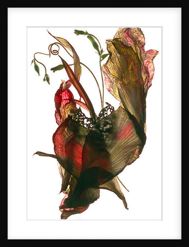 Morning Glory Canna Heart, 2012 by Julia McLemore