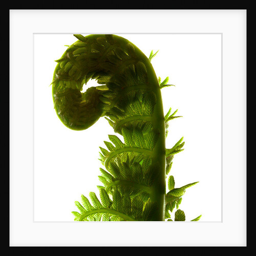 Fern Curve, 2009 by Julia McLemore