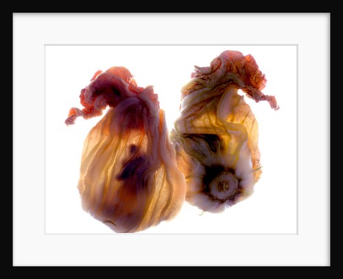 Zucchini Blossom Duo, 2009 by Julia McLemore