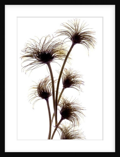 Clematis Buds, 2010 by Julia McLemore