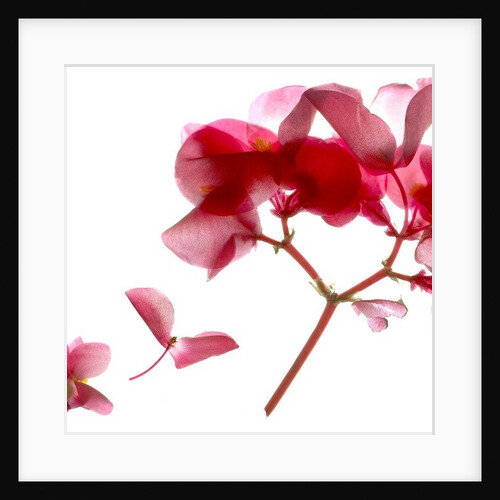 Begonia Pink VII, 2014 by Julia McLemore