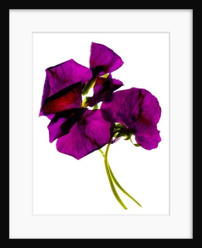 Pansies III 2014 by Julia McLemore