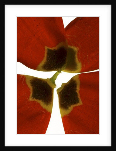 Rittenhouse Tulip I, 2014 by Julia McLemore