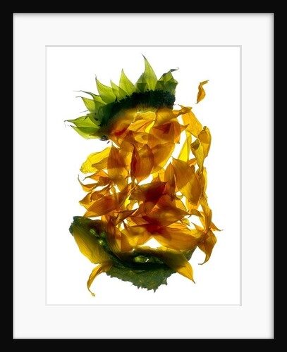 Chiquita Sunflower, 2013 by Julia McLemore