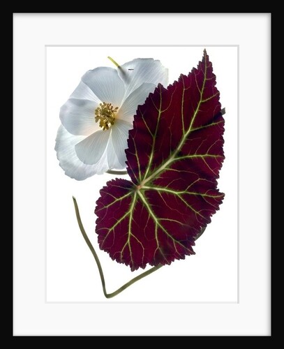 Begonia White, 2012 by Julia McLemore
