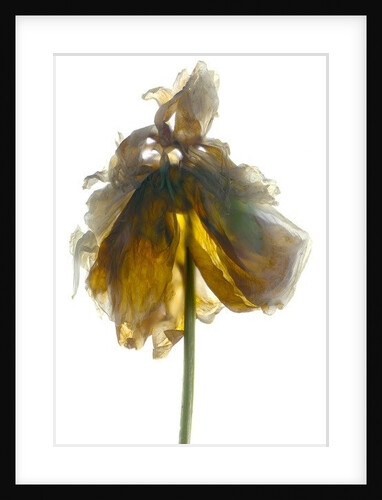 Peony Stand White, 2012 by Julia McLemore