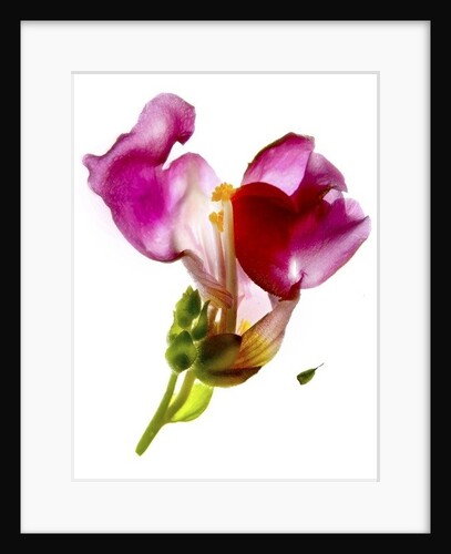 Snapdragon Pink, 2014 by Julia McLemore