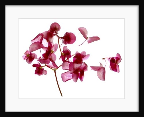 Pink Begonia I, 2014 by Julia McLemore