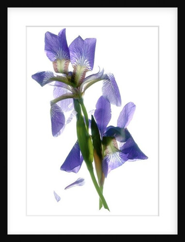 Todd's Iris Dance, 2014 by Julia McLemore