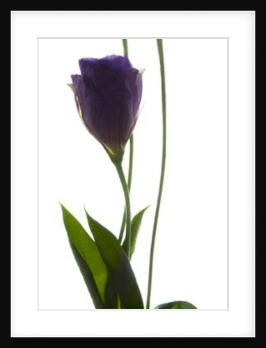 Lisianthus Duo, 2012 by Julia McLemore