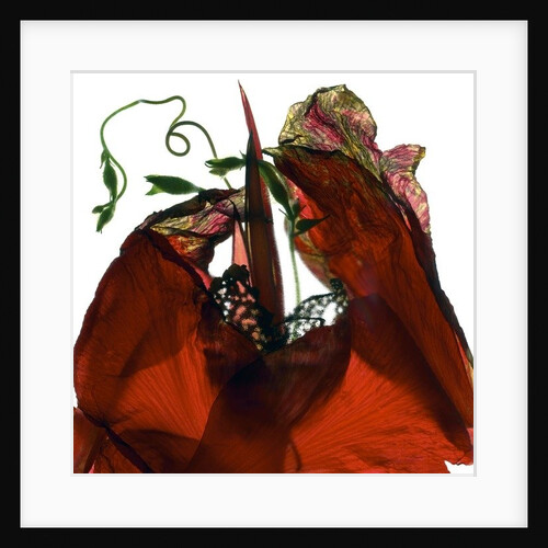 Morning Glory Canna Red, 2009 by Julia McLemore