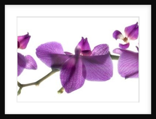 Untitled by Julia McLemore