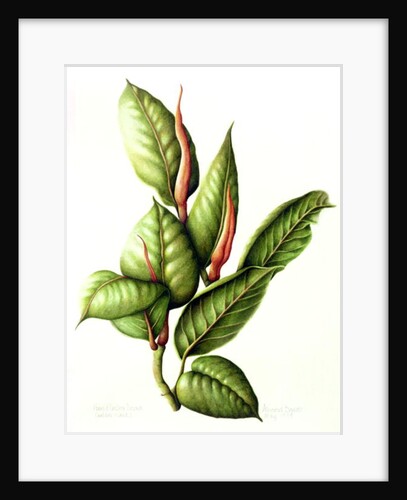 Rubber Plant, 1999 by Annabel Barrett