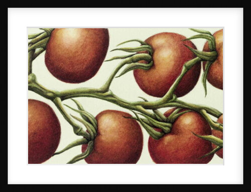 Tomato Vine, 1999 by Annabel Barrett