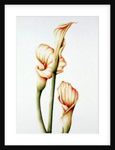 Arum Lily, 2001 by Annabel Barrett