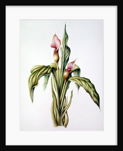 Carla Lily, 2000 by Annabel Barrett