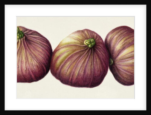 Figs, 2001 by Annabel Barrett