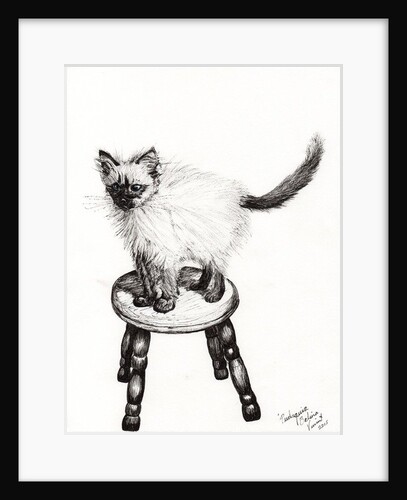 Pudsquiz Belina, 2015 by Vincent Alexander Booth