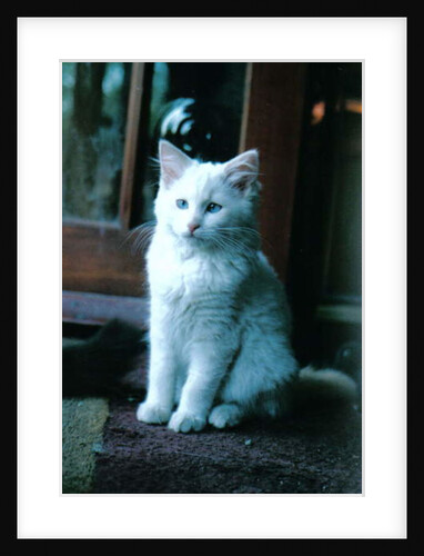 Ice kitten, 2006 by Vincent Alexander Booth