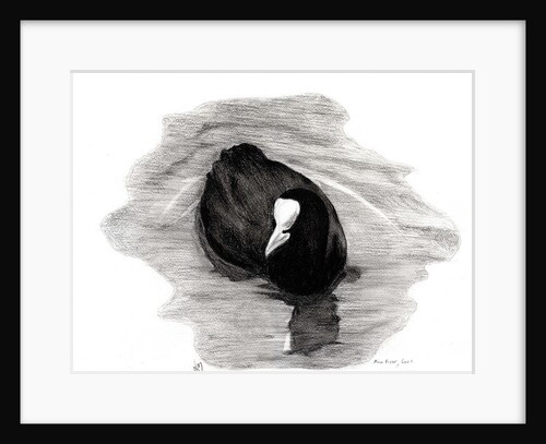 Coot of London, 2013 by Nancy Moniz Charalambous