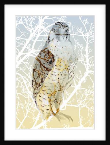 Peregrine Falcon, 2015 by Nancy Moniz Charalambous