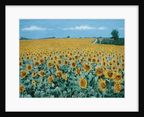 Field of Sunflowers, 2002 by Alan Byrne