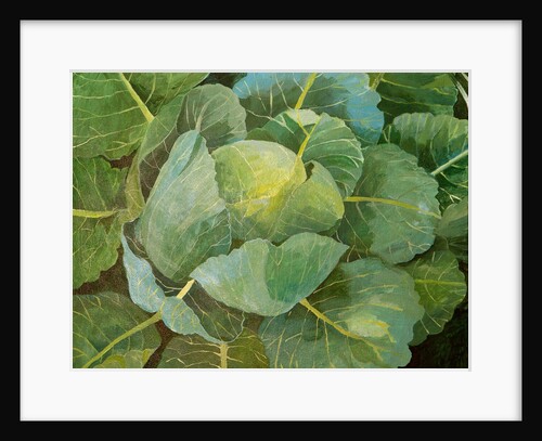 Cabbage, 2014 by Jennifer Abbott