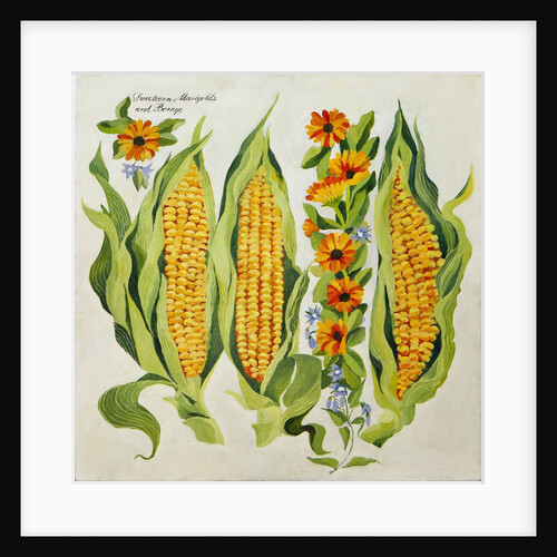 Corn and marrow flowers, 2014 by Jennifer Abbott