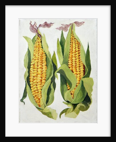 Sweetcorn, 2013 by Jennifer Abbott
