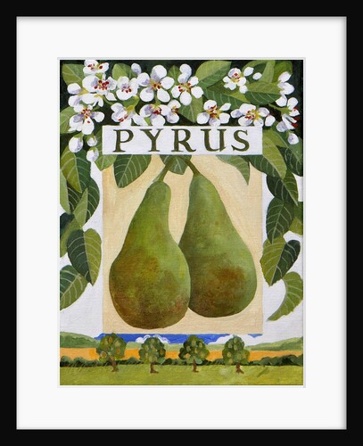 Pyrus, 2014 by Jennifer Abbott