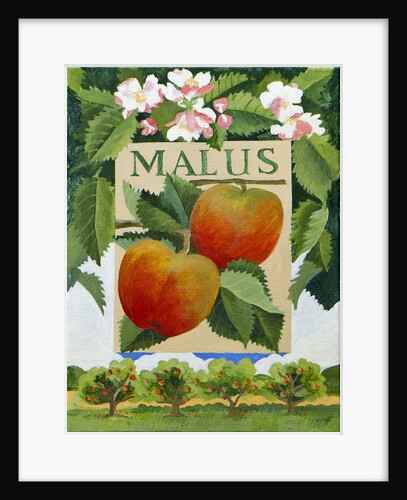 Malus, 2014 by Jennifer Abbott