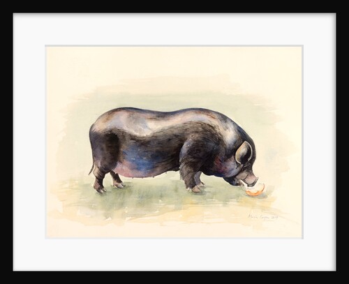 Italian Black Pig , 2014 by Alison Cooper