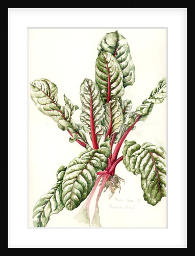 Rhubarb Chard, 1992 by Alison Cooper