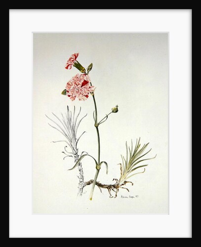 Old Variety of Dianthus, 1997 by Alison Cooper