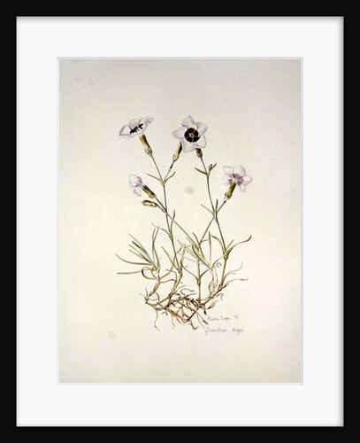 Dianthus 'Argus', 1997 by Alison Cooper