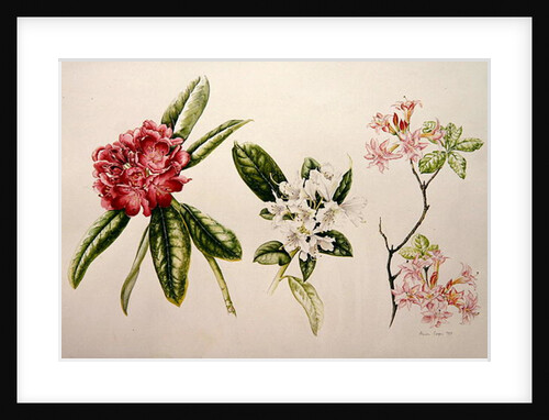 Rhododendron, 1998 by Alison Cooper