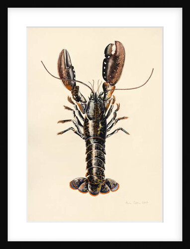 Lobster from Solva, 2014 by Alison Cooper