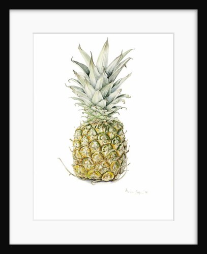 Ripe Pineapple, watercolour by Alison Cooper