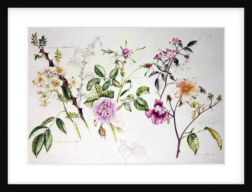 Various Roses, 1999 by Alison Cooper