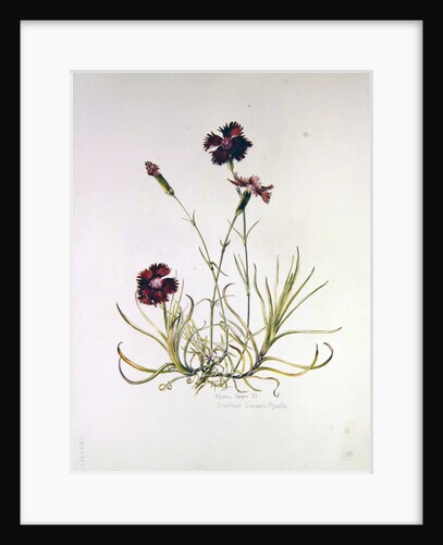 Dianthus Caesar's Mantle, 1997 by Alison Cooper