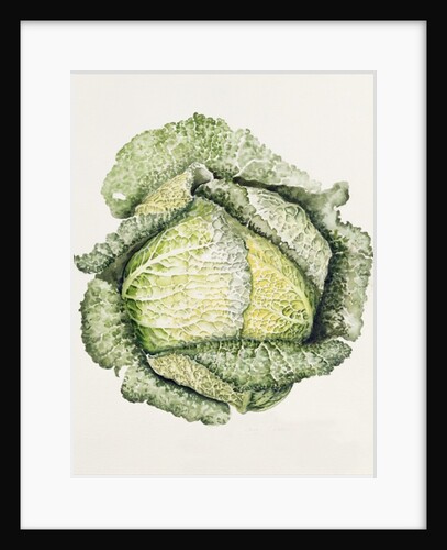 Savoy Cabbage, 1992 by Alison Cooper