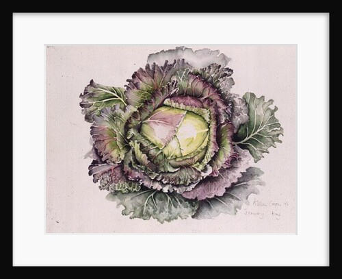 January King Cabbage, 1992 by Alison Cooper