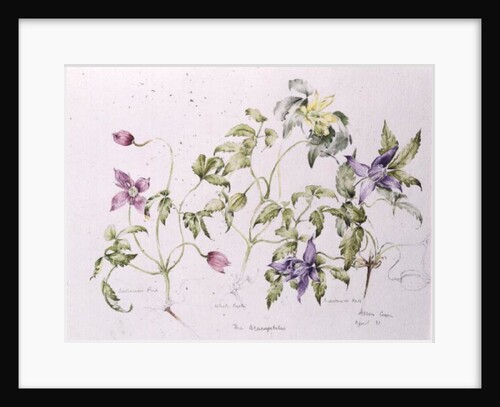 The Macropetalas, 1991 by Alison Cooper