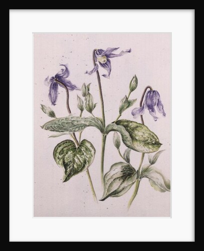 Clematis Integrifolia by Alison Cooper