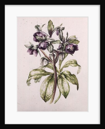 Helleborus Orientalis from Helen Ballard by Alison Cooper