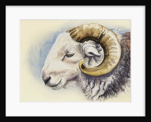 A Herdwick Ram, 2018 by Alison Cooper