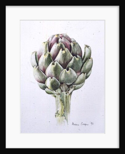 Artichoke Study, 1993 by Alison Cooper