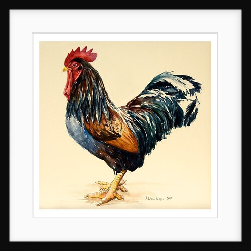 George's Cockerel, 2007 by Alison Cooper