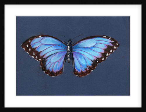 Blue Morpho Butterfly, 2019 by Alison Cooper